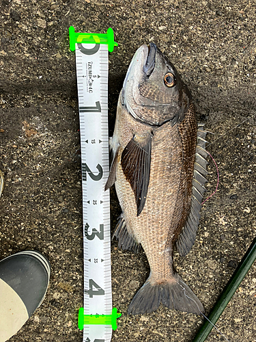 クロダイの釣果