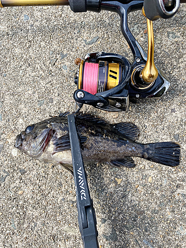 クロソイの釣果