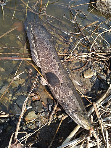 ライギョの釣果