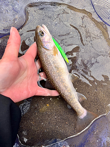 イワナの釣果