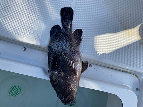 クロソイの釣果