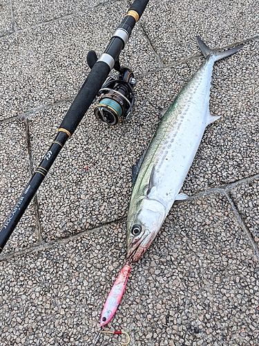 サゴシの釣果