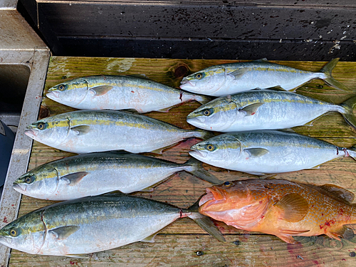 ハマチの釣果