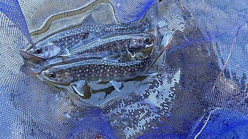 イワナの釣果