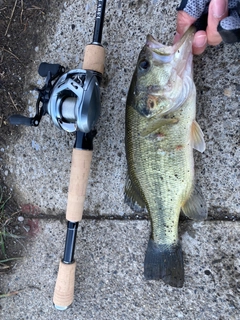 ブラックバスの釣果