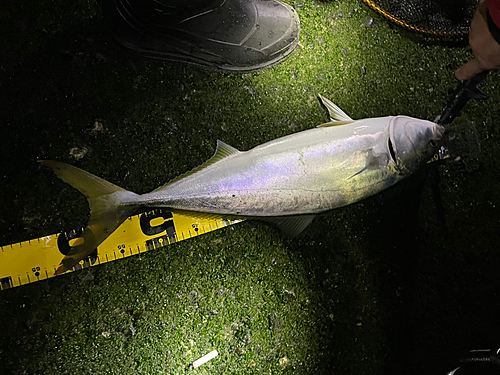 メジロの釣果