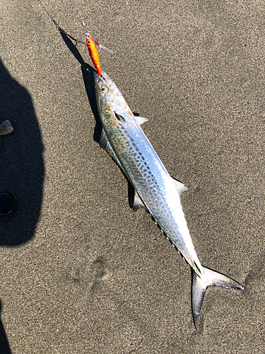 サゴシの釣果