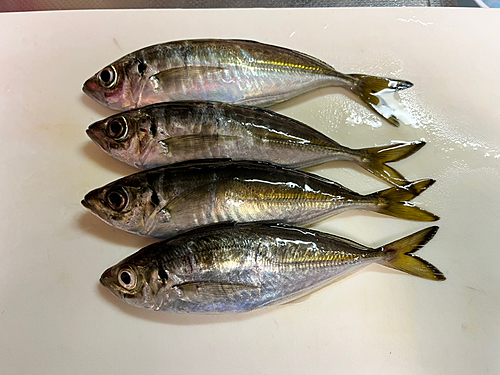 アジの釣果