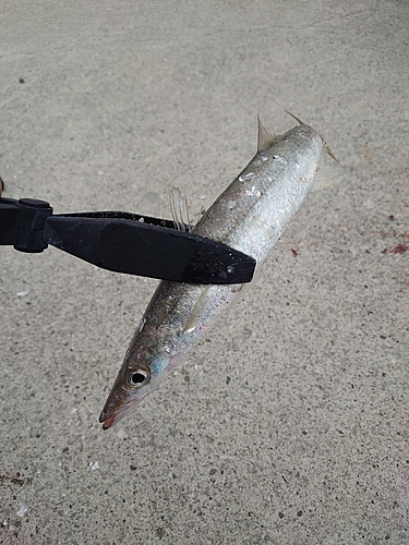 カマスの釣果