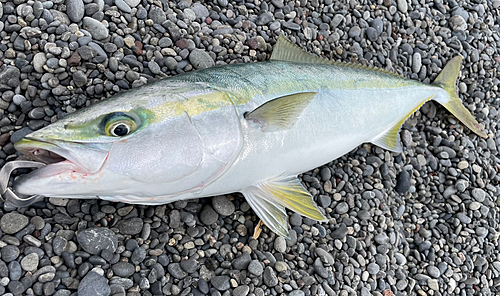 メジロの釣果