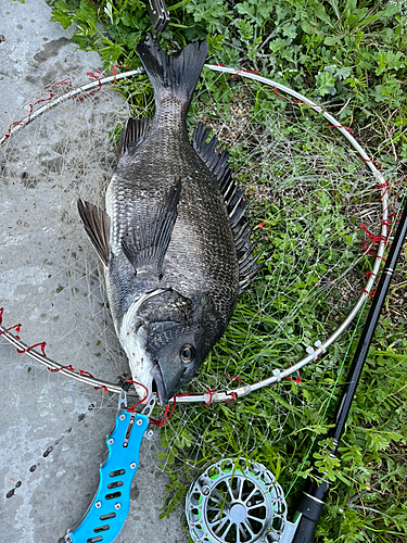 チヌの釣果