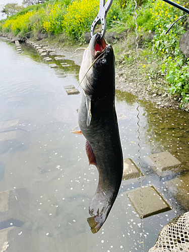 ナマズの釣果