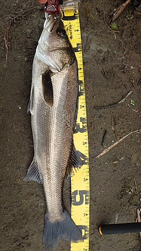 マルスズキの釣果