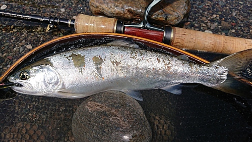 アマゴの釣果