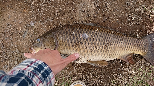 コイの釣果