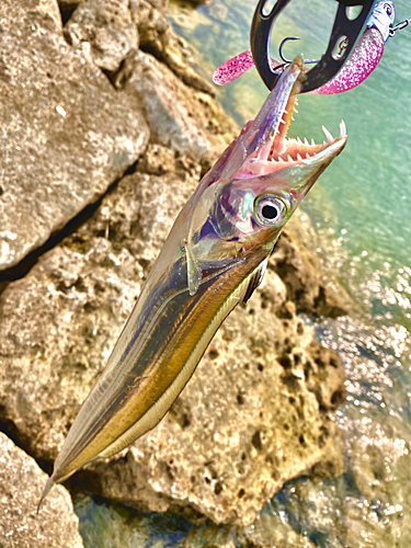 タチウオの釣果