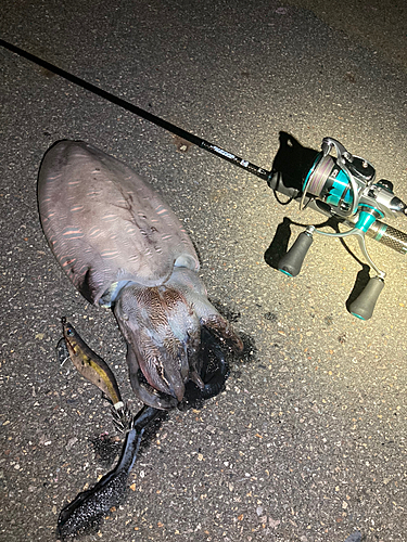 アオリイカの釣果