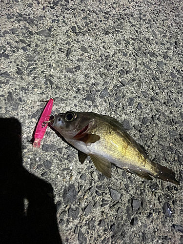 シロメバルの釣果