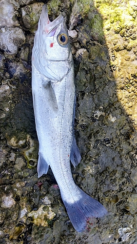 セイゴ（マルスズキ）の釣果