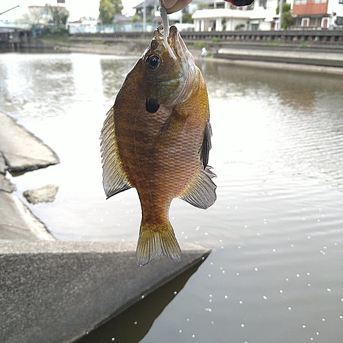 ブルーギルの釣果