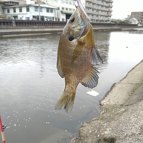 ブルーギルの釣果