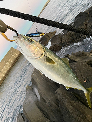 イナダの釣果