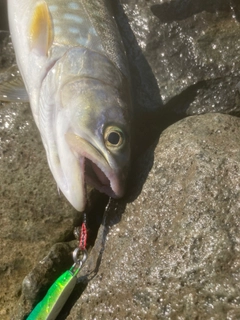 アメマスの釣果