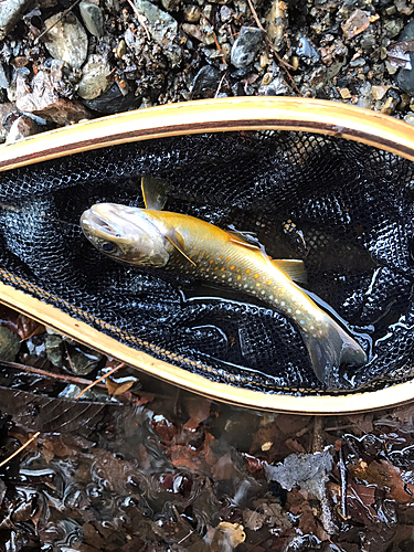 イワナの釣果