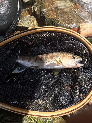 ヤマメの釣果