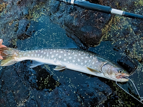 アメマスの釣果