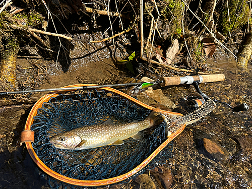 エゾイワナの釣果