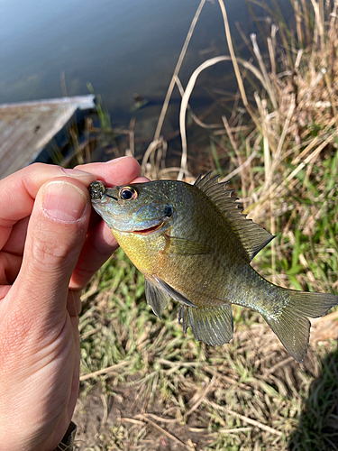 ブルーギルの釣果