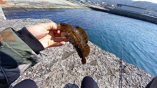 アブラコの釣果