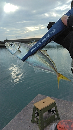 マアジの釣果