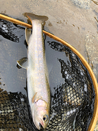 イワナの釣果