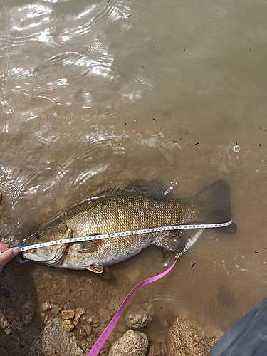 スモールマウスバスの釣果