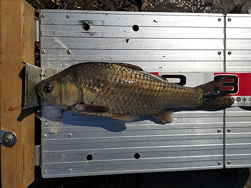 フナの釣果