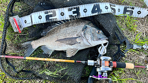 チヌの釣果