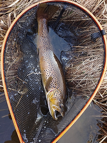 ブラウントラウトの釣果