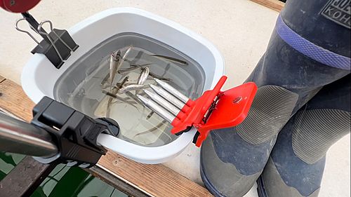 ワカサギの釣果