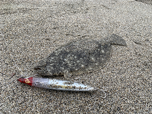 ソゲの釣果