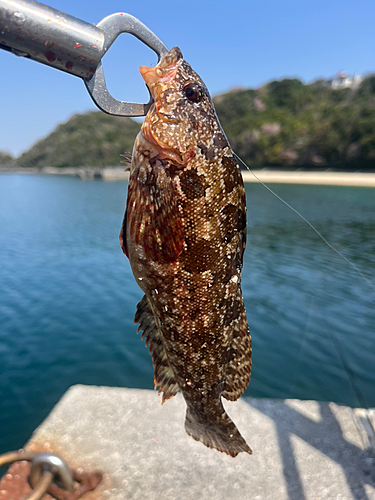 アイナメの釣果