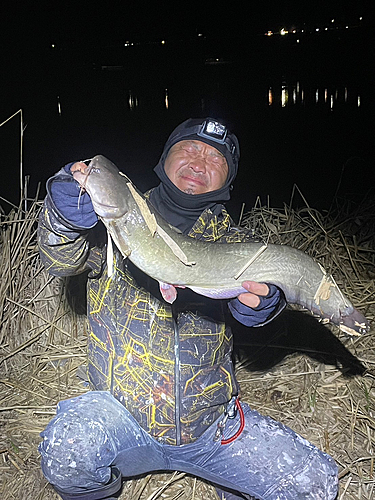 ナマズの釣果