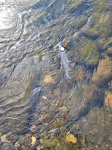 ニジマスの釣果