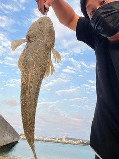 ミナミマゴチの釣果