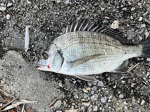 ミナミクロダイの釣果