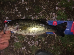 ブラックバスの釣果