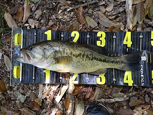 ブラックバスの釣果