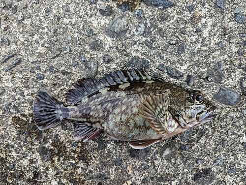 カサゴの釣果