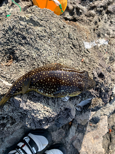 クサフグの釣果